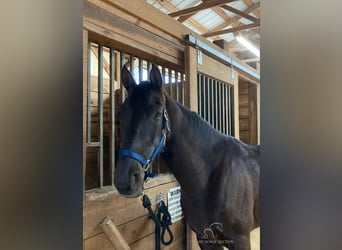Tennessee walking horse, Hongre, 6 Ans, 152 cm, Noir