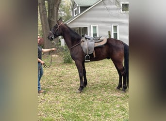 Tennessee walking horse, Hongre, 6 Ans, 152 cm, Noir