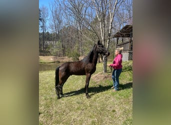 Tennessee walking horse, Hongre, 6 Ans, 152 cm, Noir