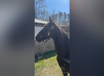 Tennessee walking horse, Hongre, 6 Ans, 152 cm, Noir