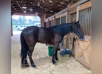 Tennessee walking horse, Hongre, 6 Ans, 152 cm, Noir