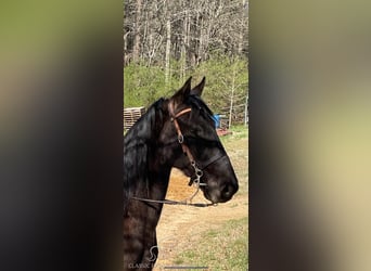 Tennessee walking horse, Hongre, 6 Ans, 152 cm, Noir