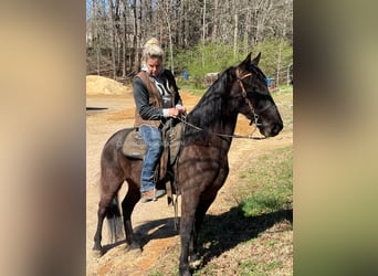 Tennessee walking horse, Hongre, 6 Ans, 152 cm, Noir