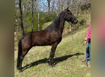 Tennessee walking horse, Hongre, 6 Ans, 152 cm, Noir