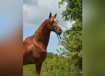 Tennessee walking horse, Hongre, 6 Ans, 152 cm, Palomino