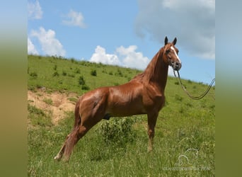 Tennessee walking horse, Hongre, 6 Ans, 152 cm, Palomino