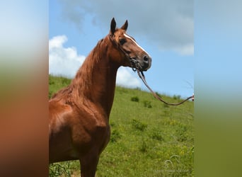 Tennessee walking horse, Hongre, 6 Ans, 152 cm, Palomino
