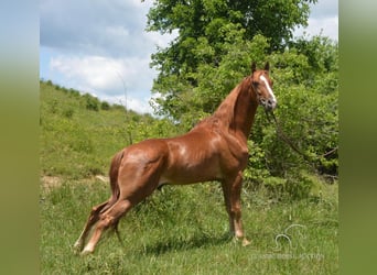 Tennessee walking horse, Hongre, 6 Ans, 152 cm, Palomino
