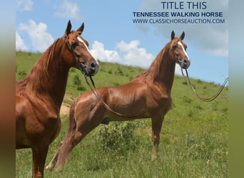 Tennessee walking horse, Hongre, 6 Ans, 152 cm, Palomino