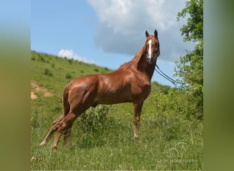 Tennessee walking horse, Hongre, 6 Ans, 152 cm, Palomino