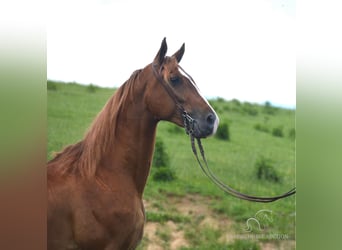 Tennessee walking horse, Hongre, 6 Ans, 152 cm, Palomino