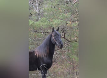 Tennessee walking horse, Hongre, 6 Ans, 152 cm