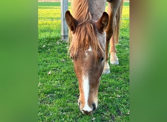 Tennessee walking horse, Hongre, 6 Ans, 153 cm, Rouan Rouge