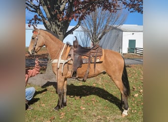 Tennessee walking horse, Hongre, 6 Ans, 155 cm, Buckskin