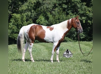 Tennessee walking horse, Hongre, 6 Ans, 155 cm, Tobiano-toutes couleurs