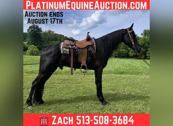 Tennessee walking horse, Hongre, 6 Ans, 157 cm, Noir
