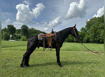 Tennessee walking horse, Hongre, 6 Ans, 157 cm, Noir