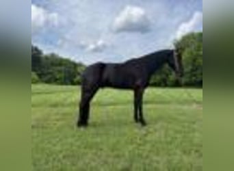 Tennessee walking horse, Hongre, 6 Ans, 157 cm, Noir