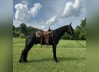 Tennessee walking horse, Hongre, 6 Ans, 157 cm, Noir
