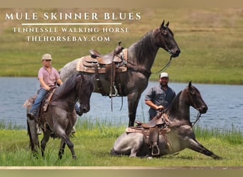 Tennessee walking horse, Hongre, 6 Ans, 157 cm, Rouan Bleu