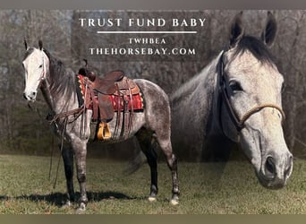 Tennessee walking horse, Hongre, 6 Ans, 157 cm