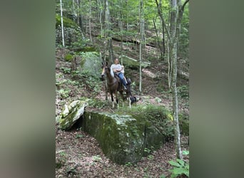 Tennessee walking horse, Hongre, 6 Ans, 160 cm, Tobiano-toutes couleurs