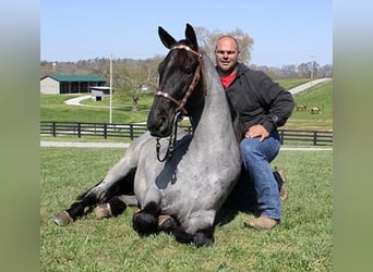 Tennessee walking horse, Hongre, 6 Ans, 163 cm, Rouan Bleu