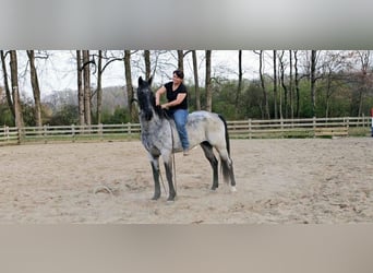 Tennessee walking horse, Hongre, 6 Ans, 163 cm, Rouan Bleu