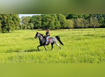 Tennessee walking horse, Hongre, 6 Ans, 163 cm, Rouan Bleu