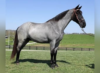 Tennessee walking horse, Hongre, 6 Ans, 163 cm, Rouan Bleu