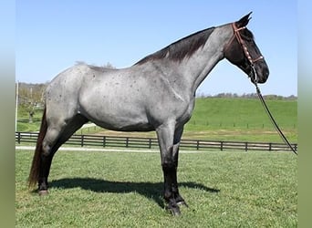 Tennessee walking horse, Hongre, 6 Ans, 163 cm, Rouan Bleu