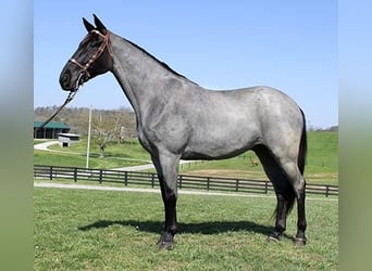 Tennessee walking horse, Hongre, 6 Ans, 163 cm, Rouan Bleu