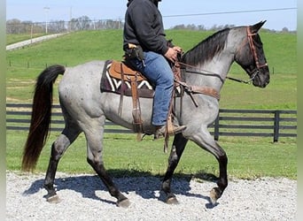 Tennessee walking horse, Hongre, 6 Ans, 163 cm, Rouan Bleu