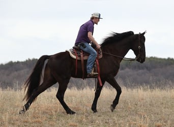 Tennessee walking horse, Hongre, 6 Ans, 170 cm, Noir