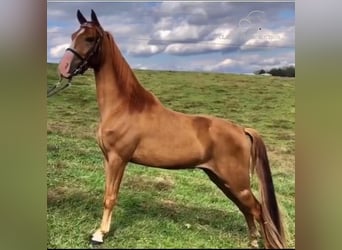 Tennessee walking horse, Hongre, 7 Ans, 142 cm, Alezan brûlé