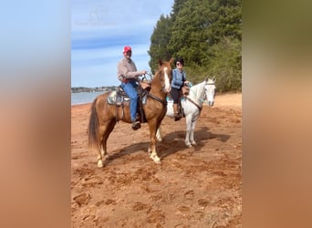 Tennessee walking horse, Hongre, 7 Ans, 142 cm, Alezan brûlé