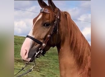 Tennessee walking horse, Hongre, 7 Ans, 142 cm, Alezan brûlé