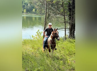 Tennessee walking horse, Hongre, 7 Ans, 142 cm, Tobiano-toutes couleurs