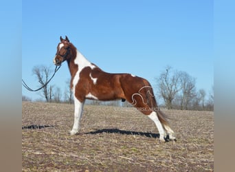 Tennessee walking horse, Hongre, 7 Ans, 142 cm, Tobiano-toutes couleurs