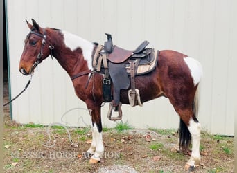 Tennessee walking horse, Hongre, 7 Ans, 142 cm, Tobiano-toutes couleurs