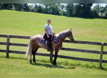 Tennessee walking horse, Hongre, 7 Ans, 147 cm, Bai cerise