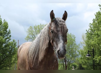 Tennessee walking horse, Hongre, 7 Ans, 147 cm, Bai cerise