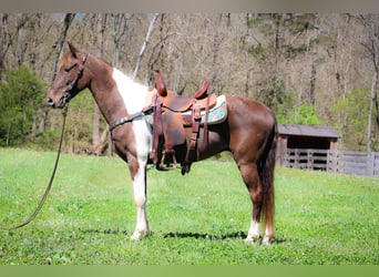 Tennessee walking horse, Hongre, 7 Ans, 150 cm, Tobiano-toutes couleurs