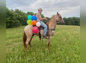 Tennessee walking horse, Hongre, 7 Ans, 152 cm, Alezan cuivré