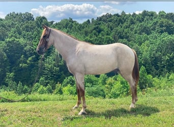 Tennessee walking horse, Hongre, 7 Ans, 152 cm, Alezan cuivré