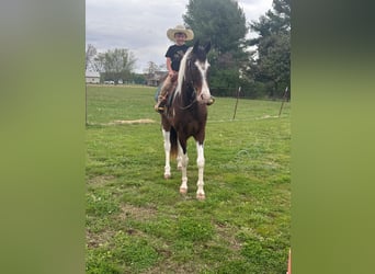 Tennessee walking horse, Hongre, 7 Ans, 152 cm, Bai cerise