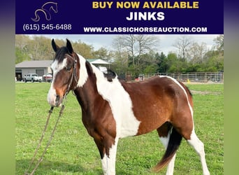 Tennessee walking horse, Hongre, 7 Ans, 152 cm, Bai cerise