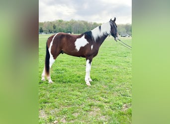 Tennessee walking horse, Hongre, 7 Ans, 152 cm, Bai cerise