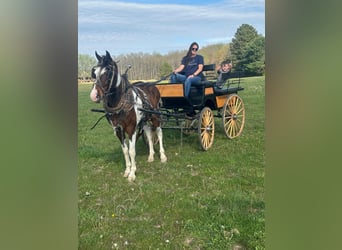 Tennessee walking horse, Hongre, 7 Ans, 152 cm, Bai cerise