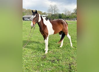 Tennessee walking horse, Hongre, 7 Ans, 152 cm, Bai cerise